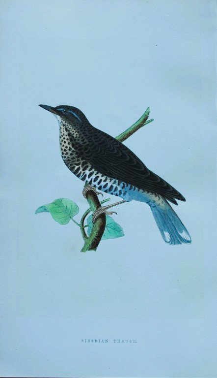 Charles Bree - Hand-coloured engraving of Siberian Thrush 1866