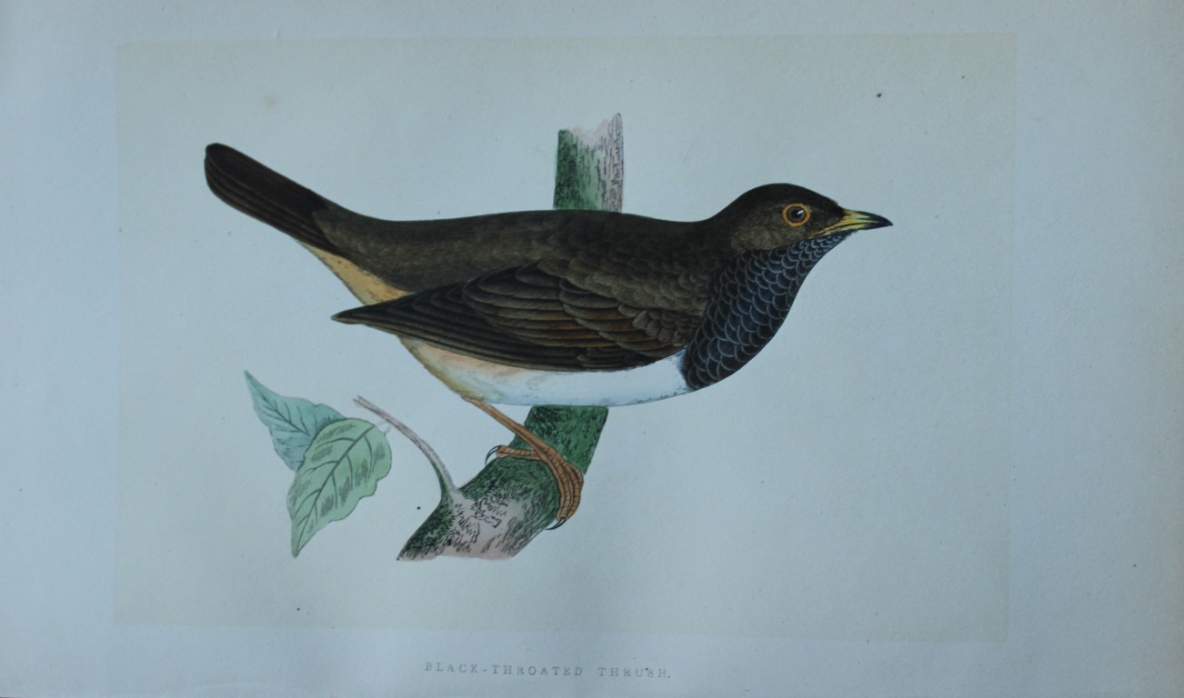 Charles Bree - Hand-coloured engraving of Black-throated Thrush 1866