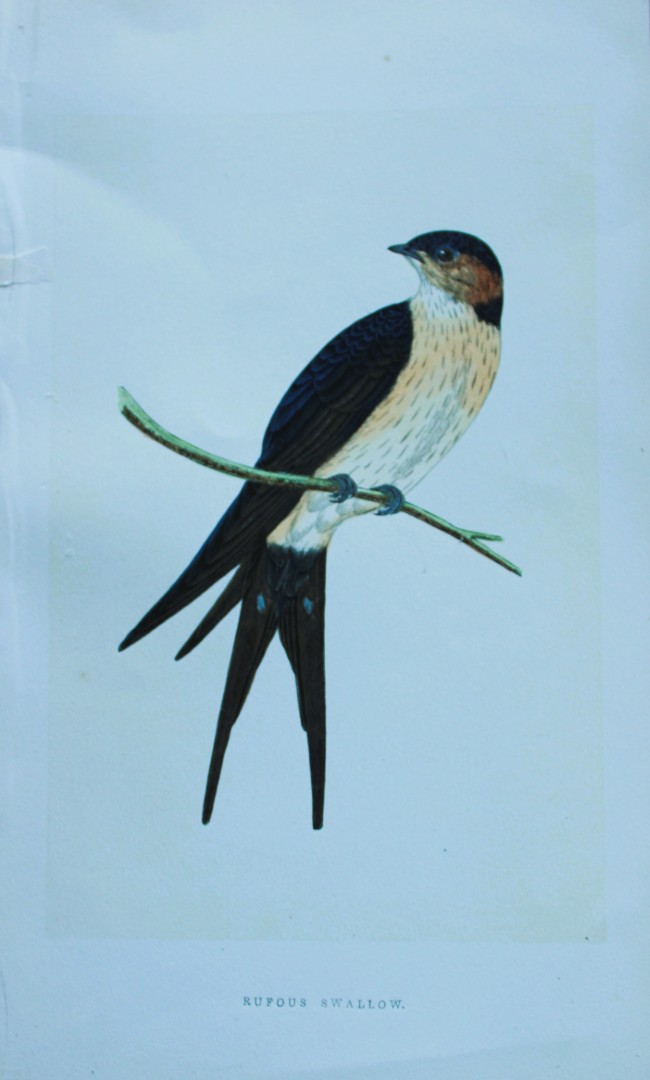 Charles Bree - Hand-coloured engraving of Rufous Swallow 1866