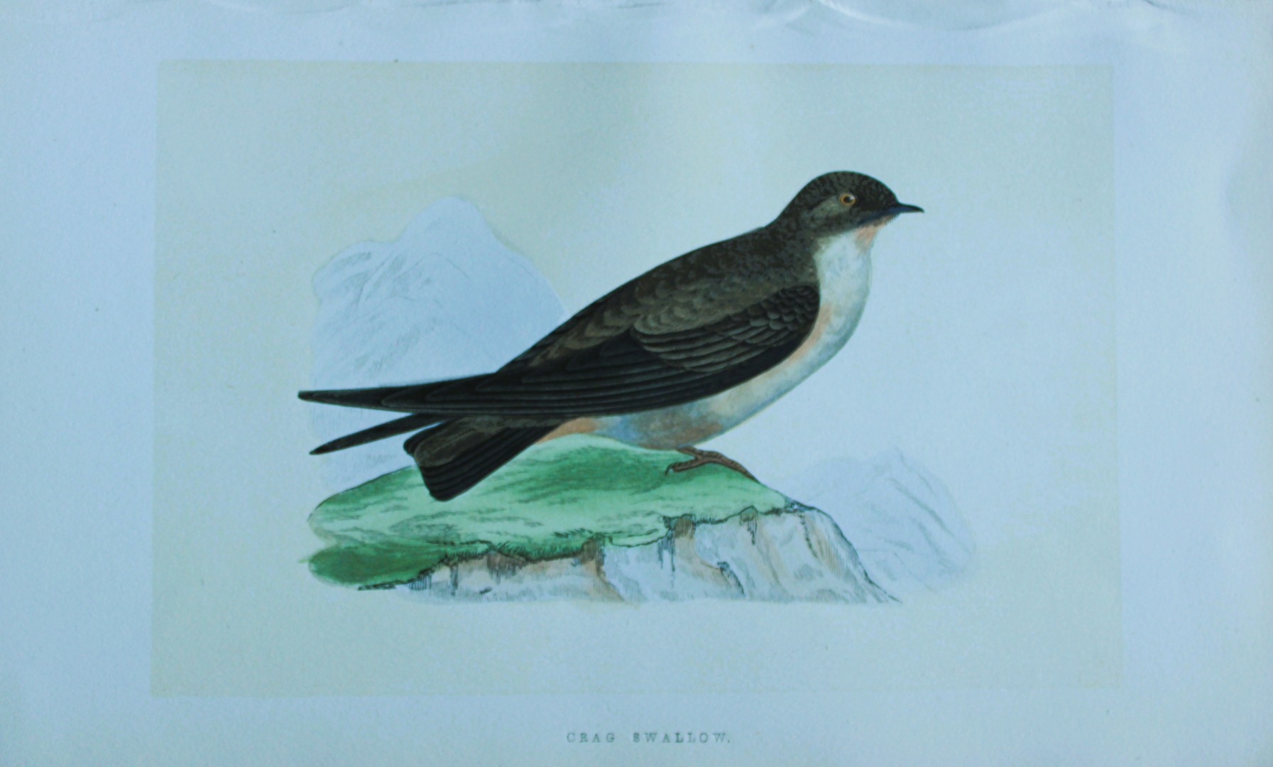 Charles Bree - Hand-coloured engraving of Crag Swallow 1866