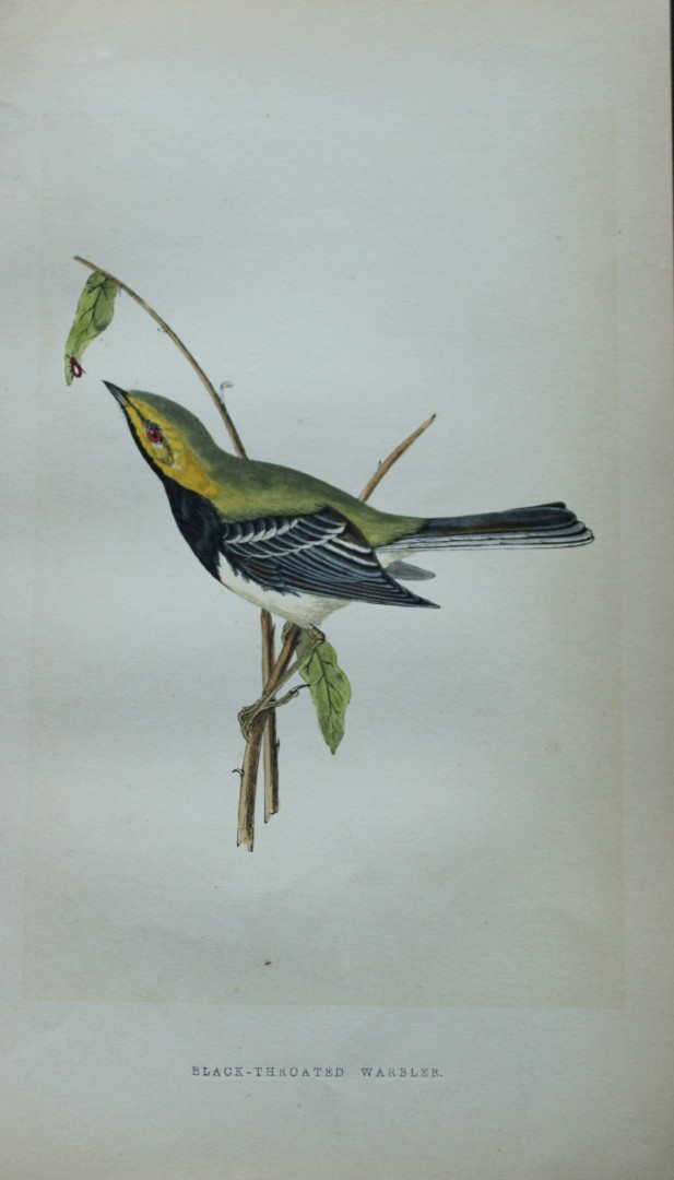 Charles Bree - Hand-coloured engraving of Black-throated Warbler 1866
