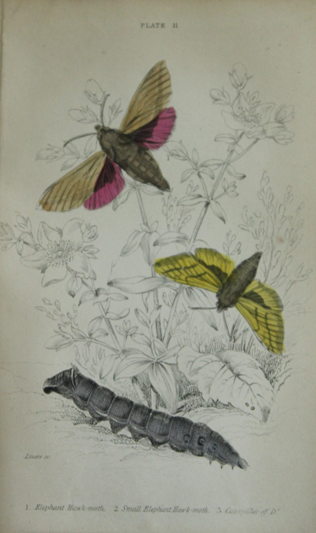 James Duncan - Hand coloured engraving of British Moths 1836