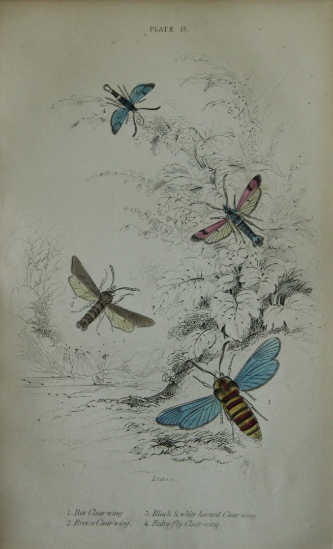 James Duncan - Hand coloured engraving of British Moths 1836