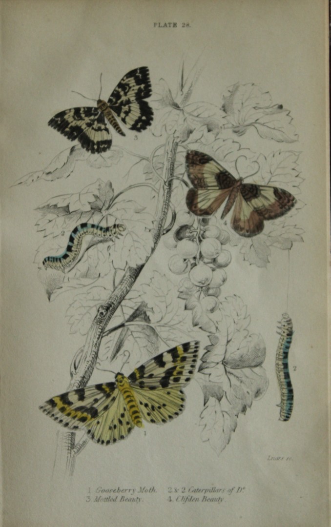 James Duncan - Hand coloured engraving of British Moths 1836