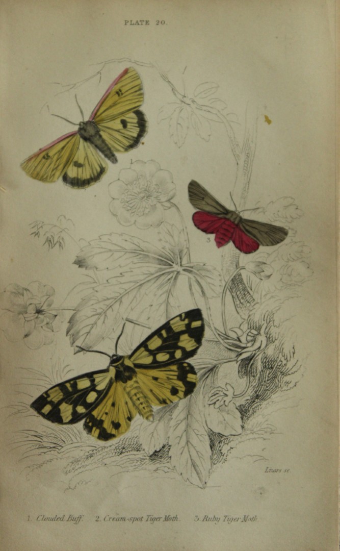 James Duncan - Hand coloured engraving of British Moths 1836