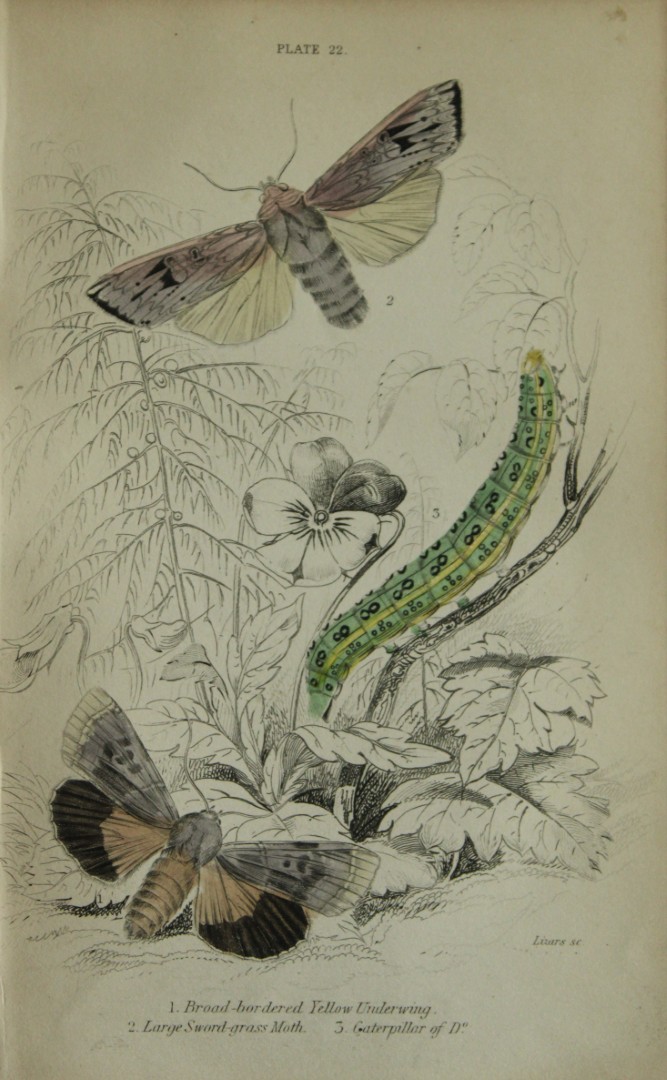 James Duncan - Hand coloured engraving of British Moths 1836