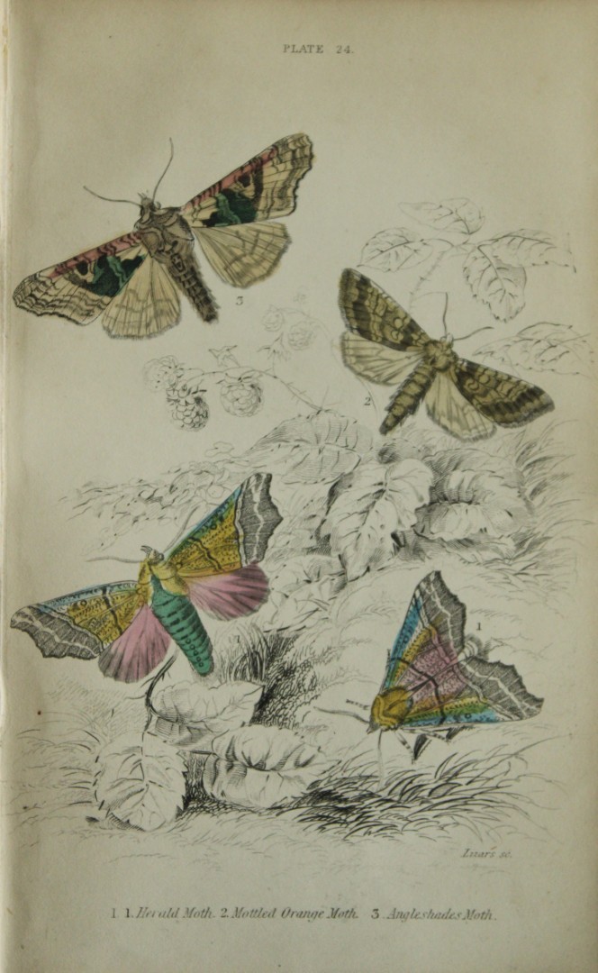 James Duncan - Hand coloured engraving of British Moths 1836