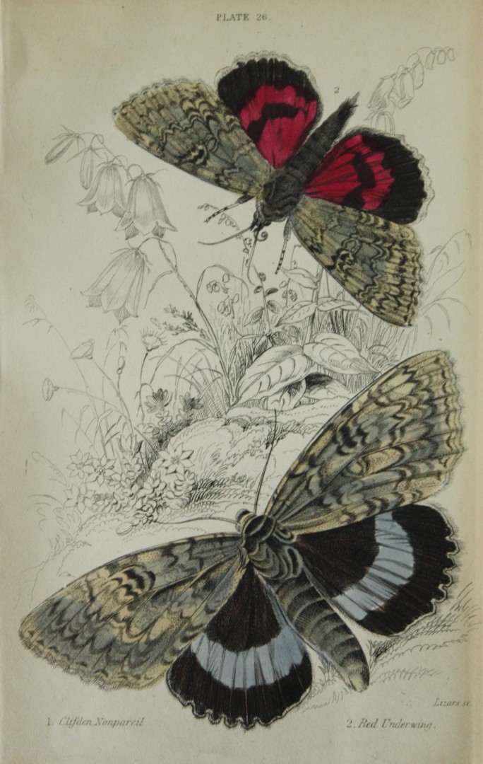 James Duncan - Hand coloured engraving of British Moths 1836