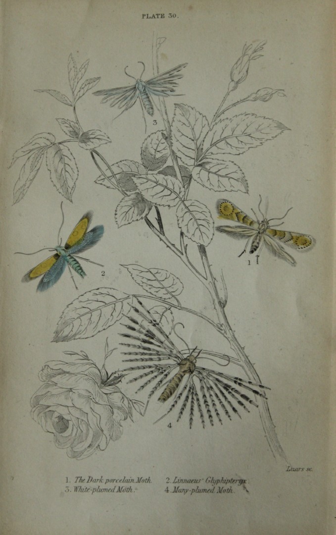 James Duncan - Hand coloured engraving of British Moths 1836