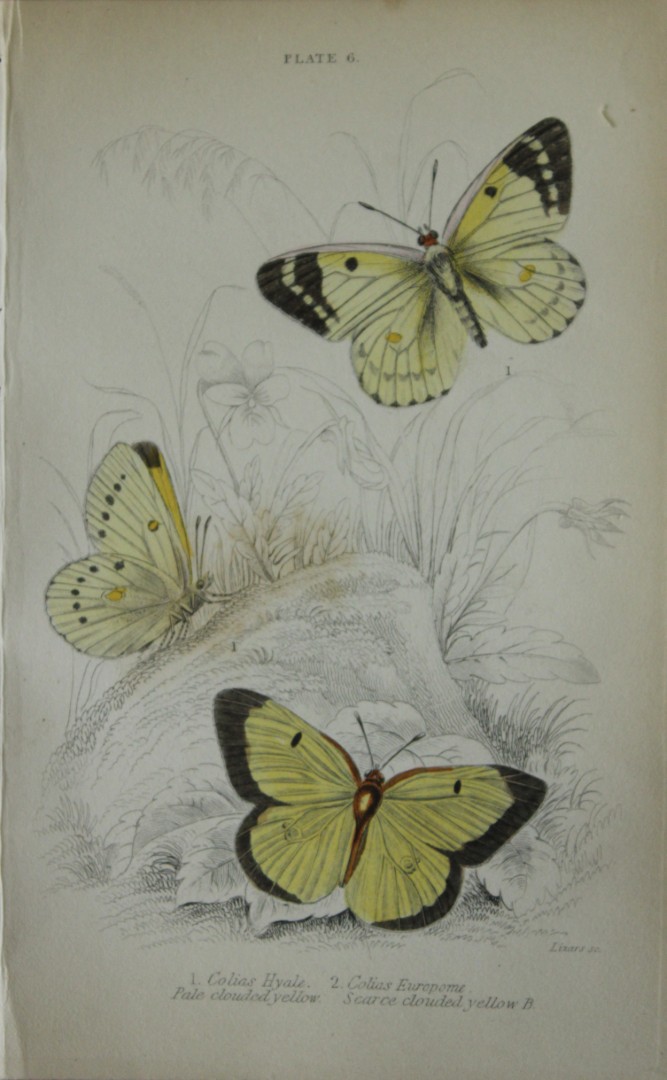 James Duncan - Hand coloured engraving of British Butterflies 1835