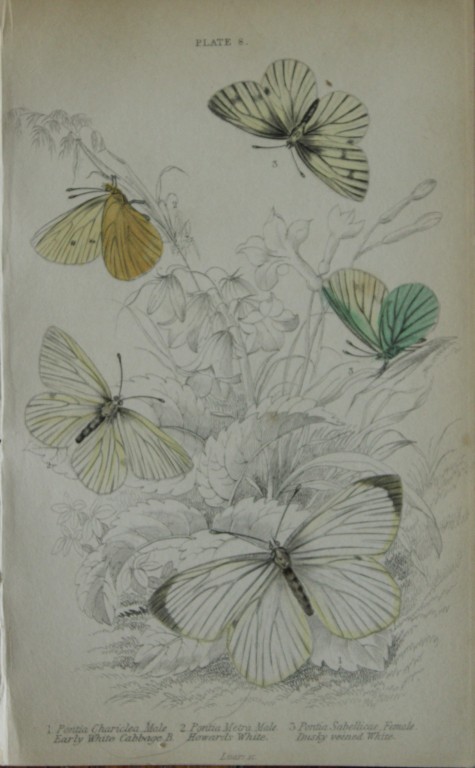 James Duncan - Hand coloured engraving of British Butterflies 1835