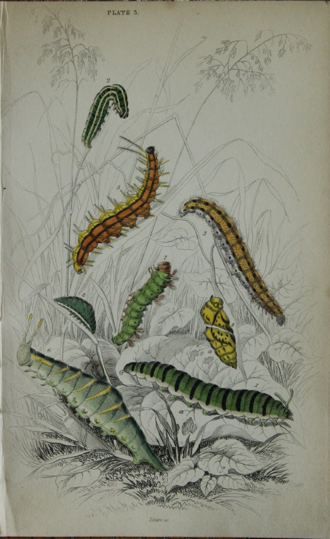 James Duncan - Hand coloured engraving of British Butterflies 1835