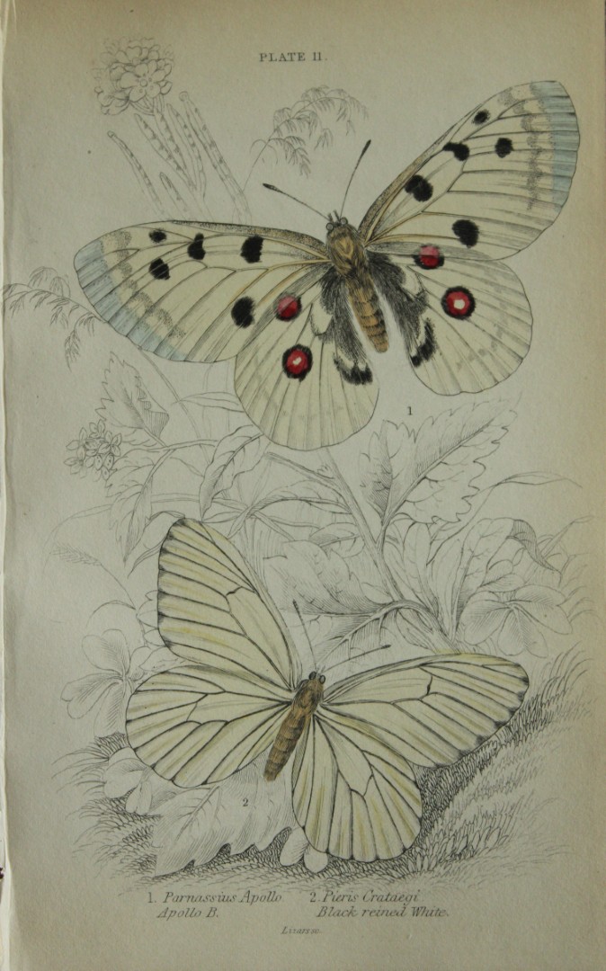 James Duncan - Hand coloured engraving of British Butterflies 1835