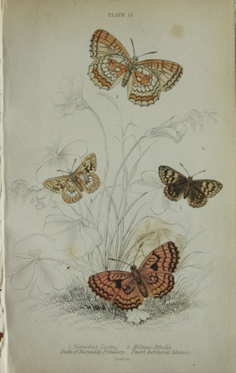 James Duncan - Hand coloured engraving of British Butterflies 1835