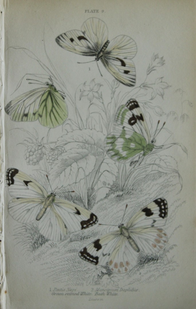 James Duncan - Hand coloured engraving of British Butterflies 1835