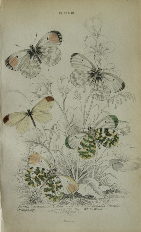 James Duncan - Hand coloured engraving of British Butterflies 1835
