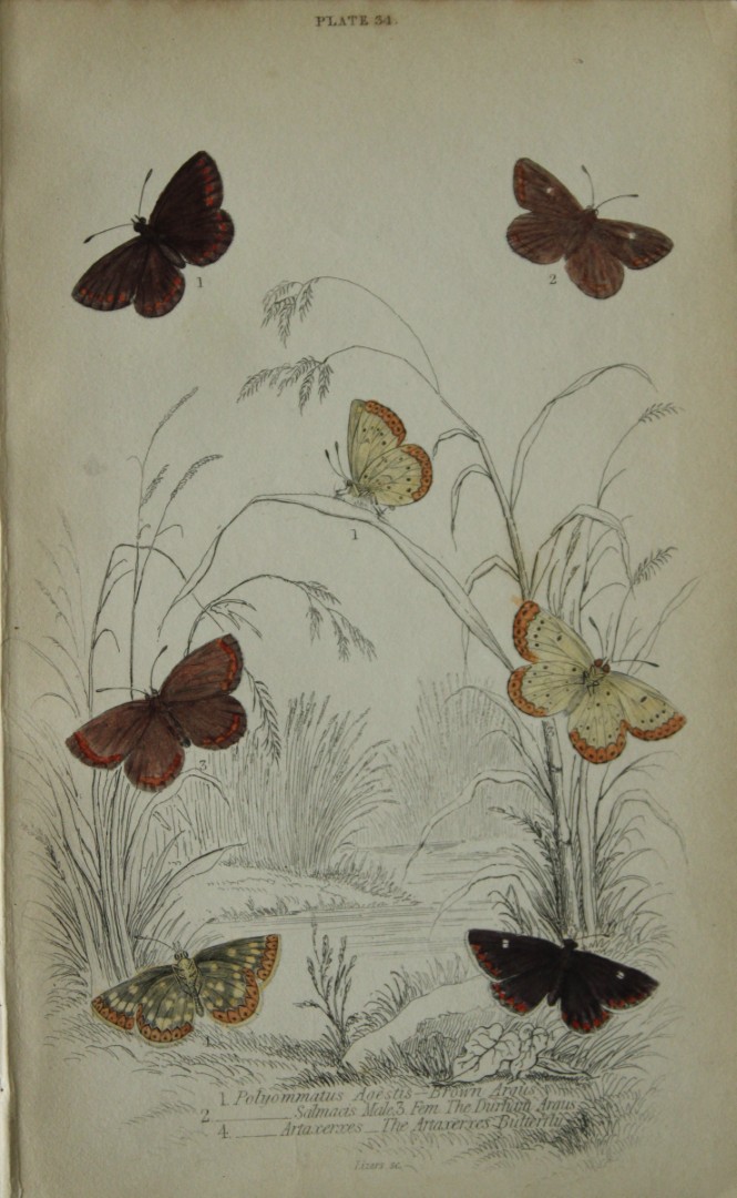 James Duncan - Hand coloured engraving of British Butterflies 1835