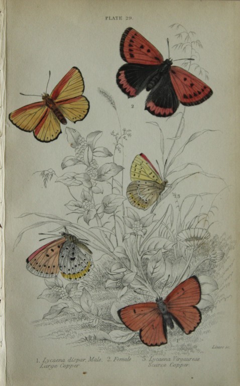 James Duncan - Hand coloured engraving of British Butterflies 1835