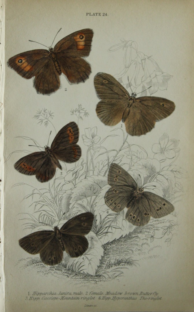 James Duncan - Hand coloured engraving of British Butterflies 1835