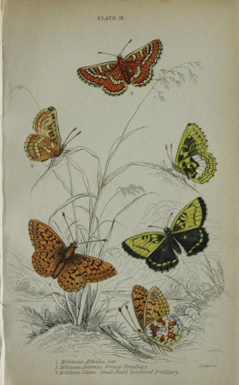 James Duncan - Hand coloured engraving of British Butterflies 1835