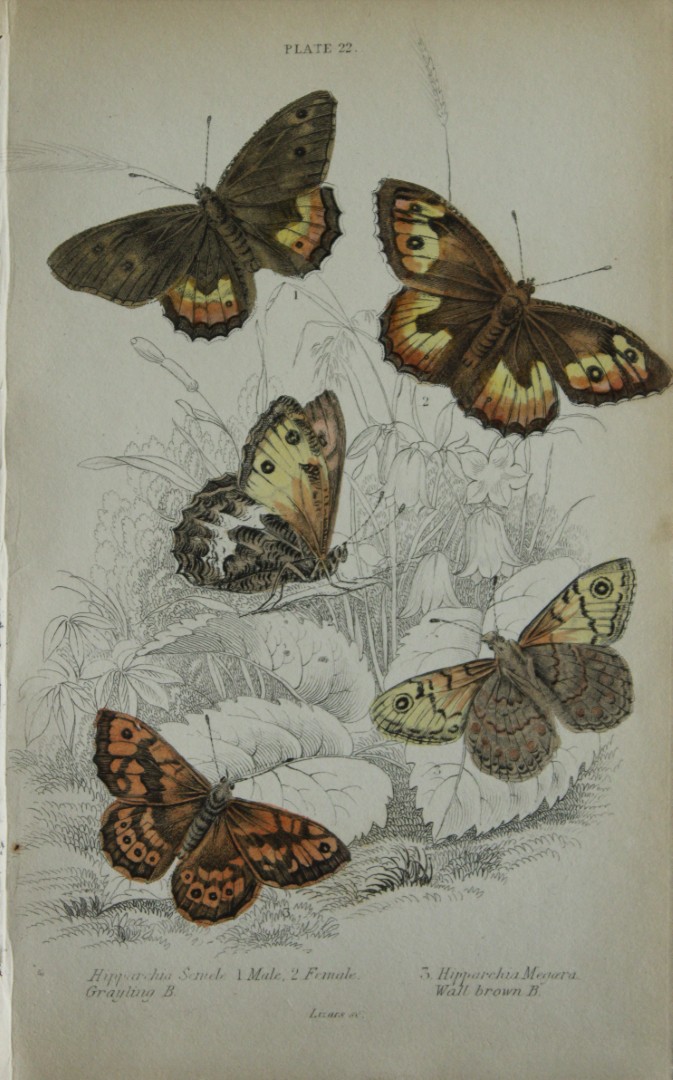 James Duncan - Hand coloured engraving of British Butterflies 1835