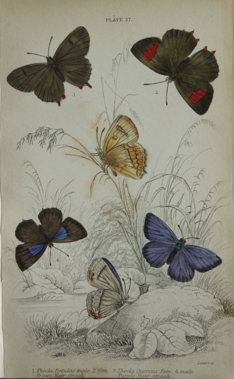 James Duncan - Hand coloured engraving of British Butterflies 1835
