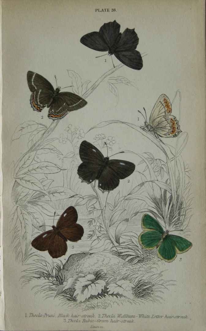 James Duncan - Hand coloured engraving of British Butterflies 1835