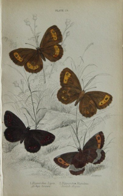 James Duncan - Hand coloured engraving of British Butterflies 1835