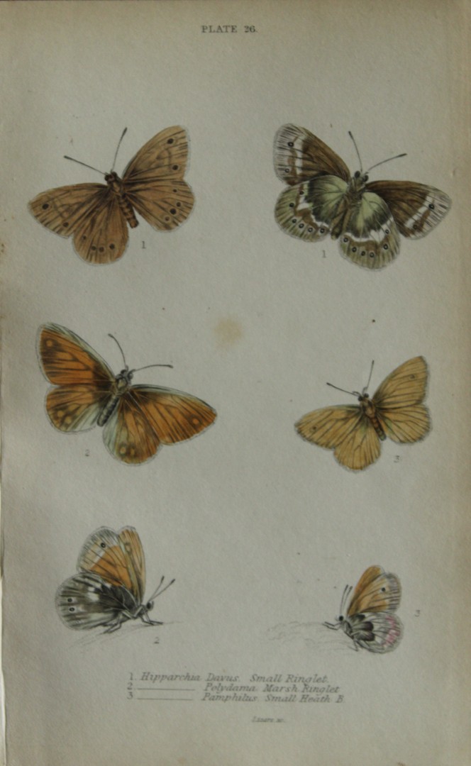 James Duncan - Hand coloured engraving of British Butterflies 1835