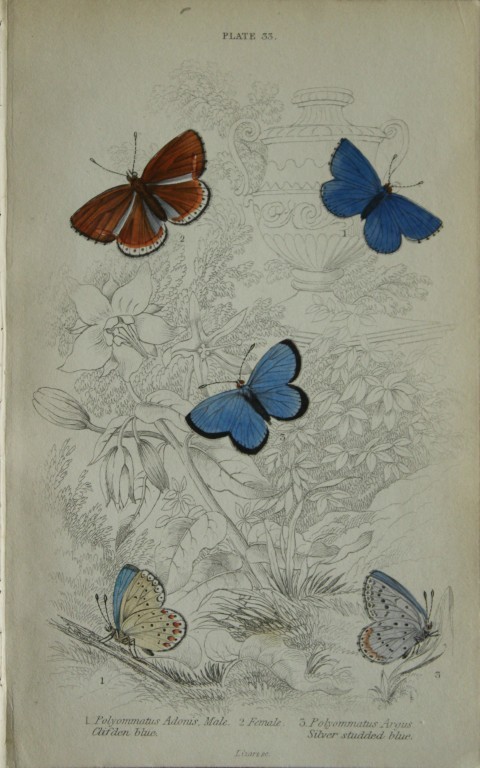 James Duncan - Hand coloured engraving of British Butterflies 1835