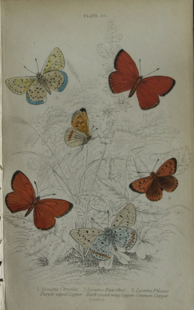 James Duncan - Hand coloured engraving of British Butterflies 1835