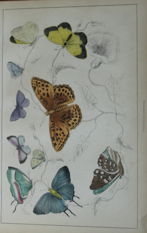 Oliver Goldsmith - Engraving of Butterflies 1850