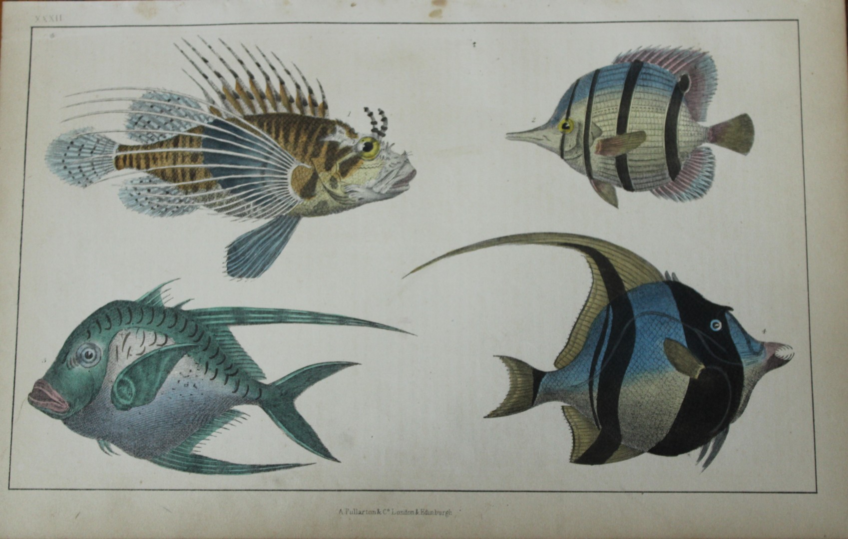 Oliver Goldsmith - Engraving of fishes 1850