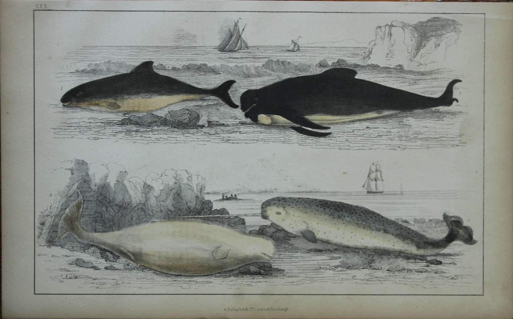 Oliver Goldsmith - Engraving of Whales, Porpoise and Narwhal 1850