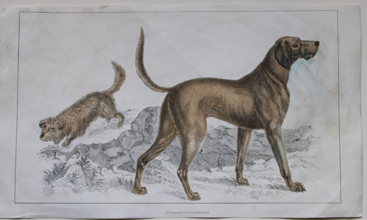 Oliver Goldsmith - Engraving of Skye Terrier and Bloodhound 1850
