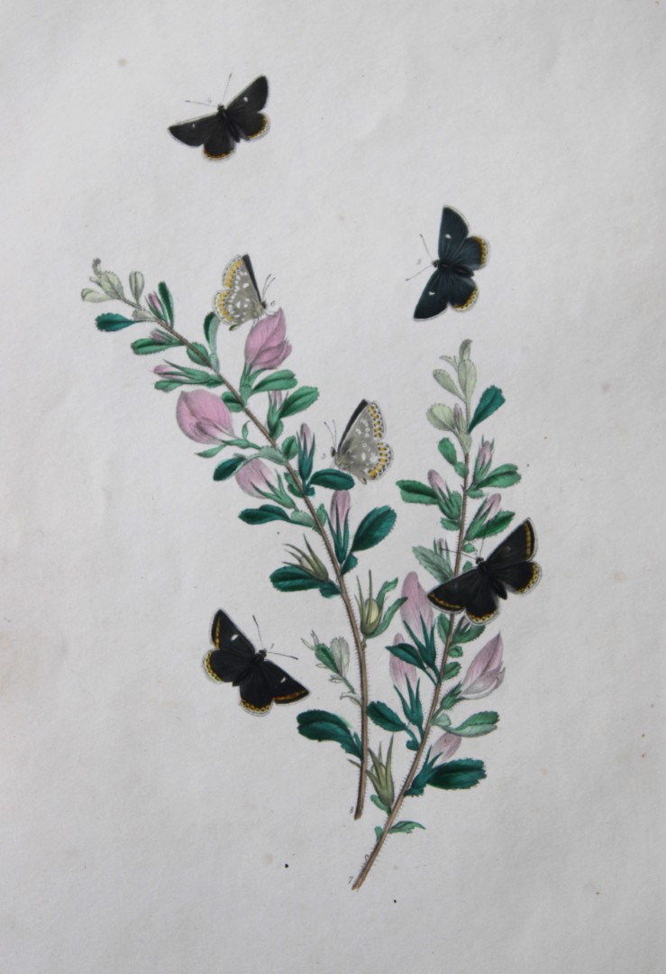 HN Humphreys - Hand coloured lithograph of British butterflies 1841