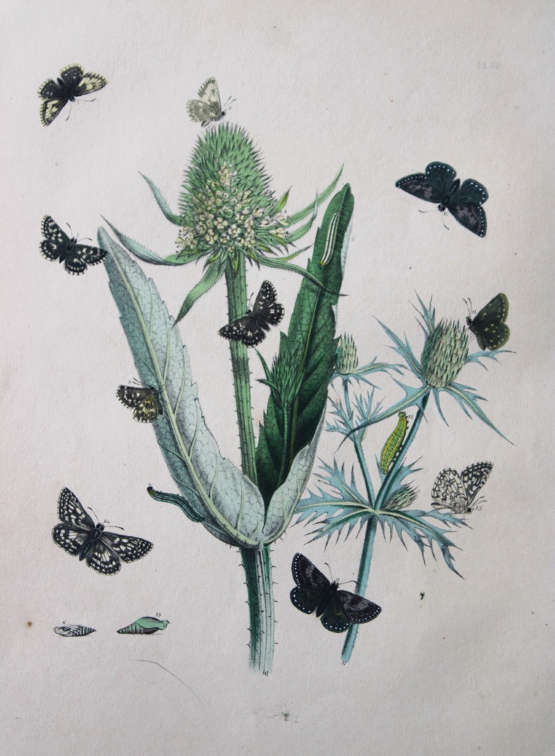 HN Humphreys - Hand coloured lithograph of British butterflies 1841