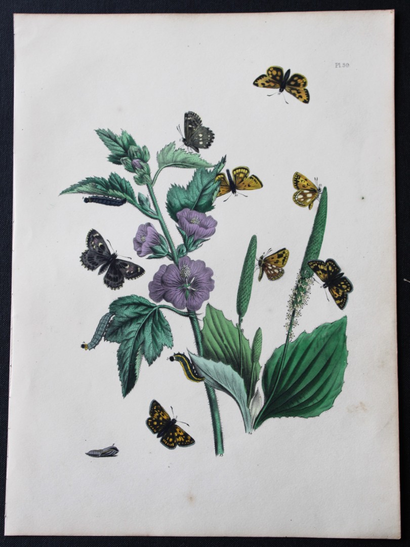HN Humphreys - Hand coloured lithograph of British butterflies 1841