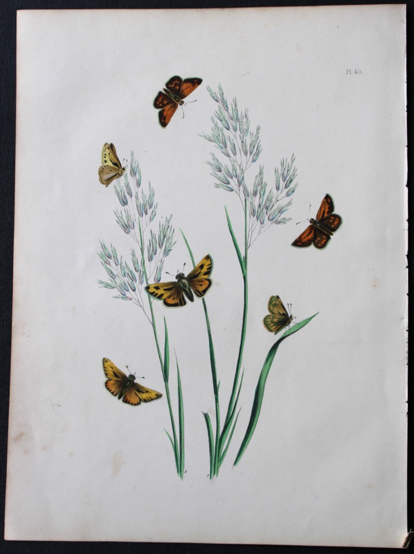 HN Humphreys - Hand coloured lithograph of British butterflies 1841