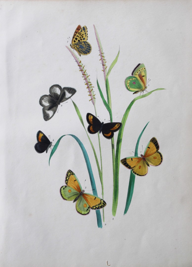 HN Humphreys - Hand coloured lithograph of British butterflies 1841