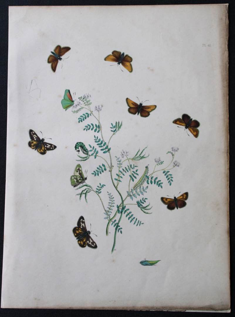 HN Humphreys - Hand coloured lithograph of British butterflies 1841