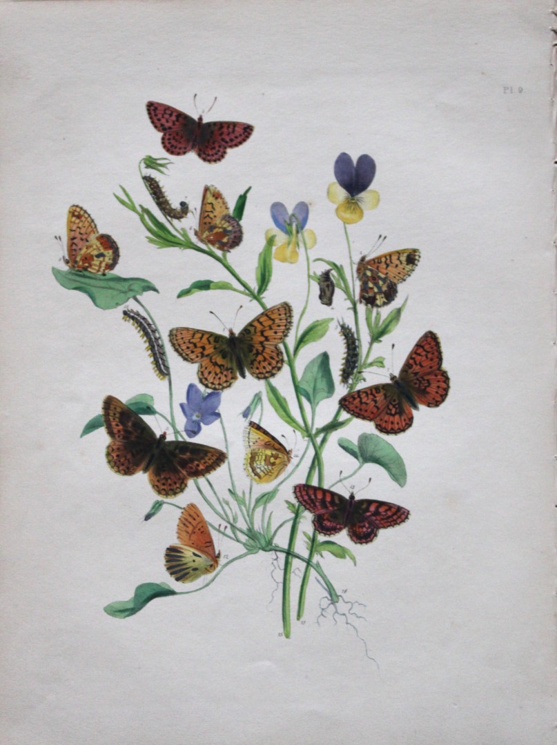 HN Humphreys - Hand coloured lithograph of British butterflies 1841