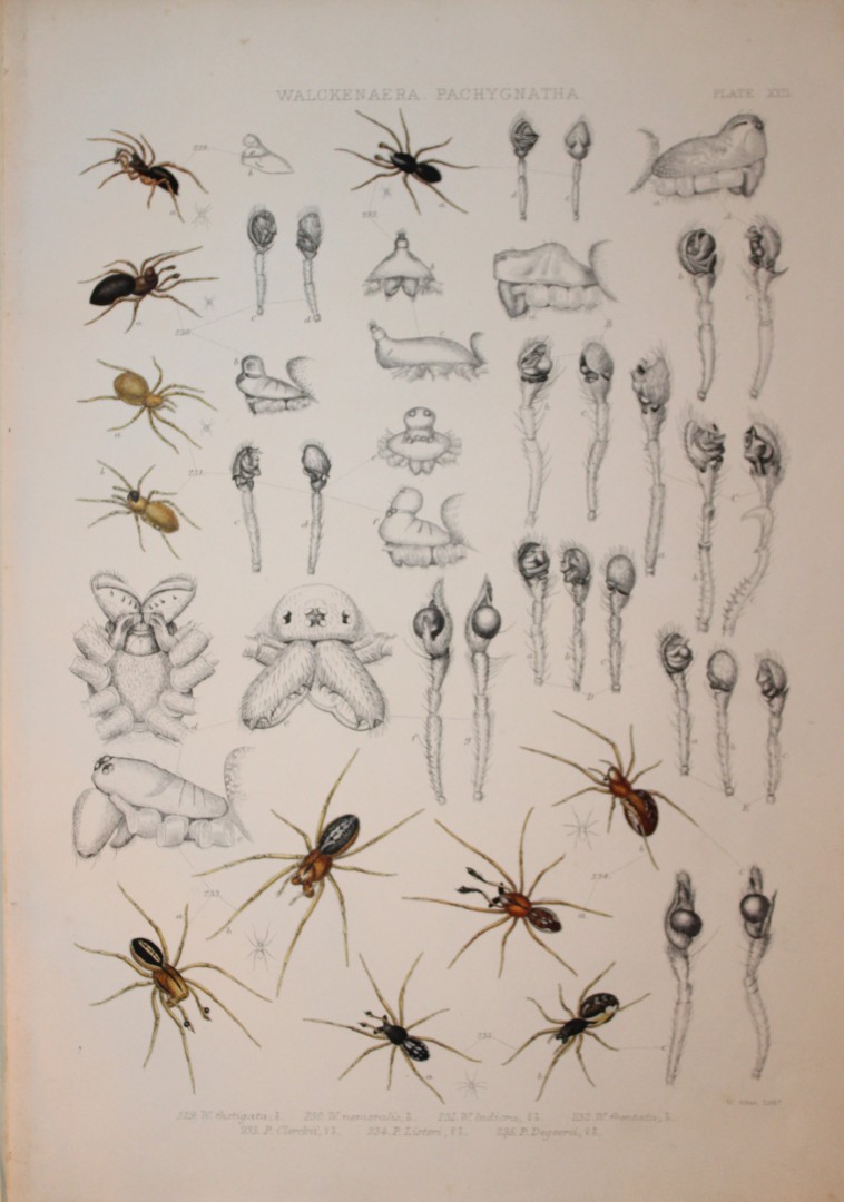 J Blackwall - Hand coloured lithograph of Spiders by Tuffen West 1864