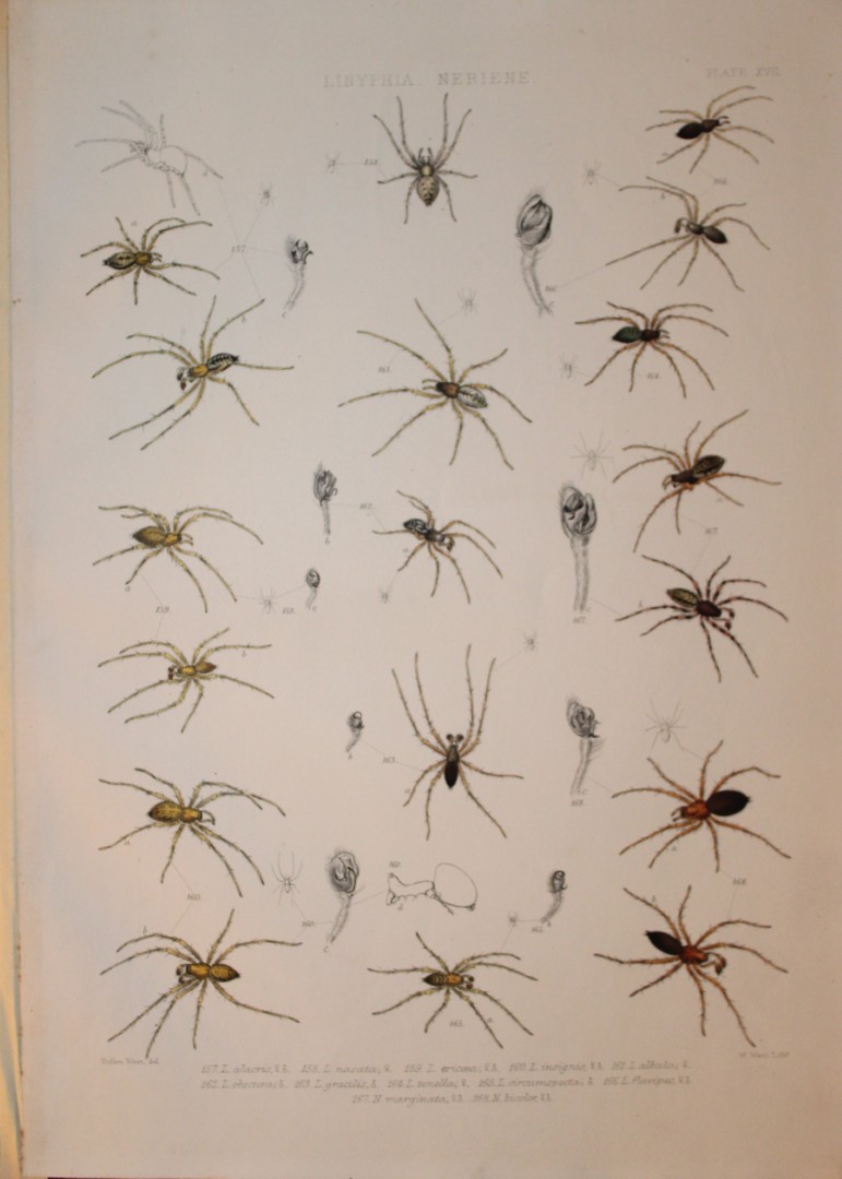 J Blackwall - Hand coloured lithograph of Spiders by Tuffen West 1864