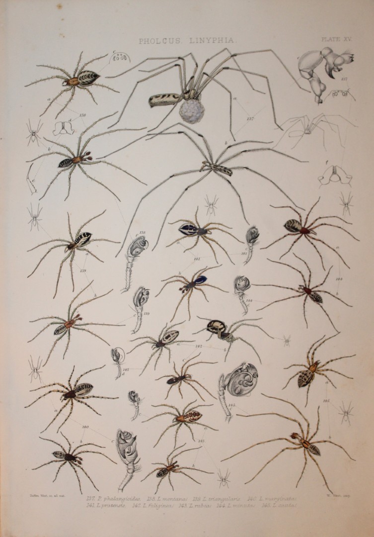J Blackwall - Hand coloured lithograph of Spiders by Tuffen West 1864
