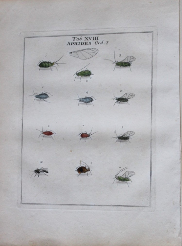 Moses Harris - Rare hand coloured engraving of Aphids (Aphides) 1776