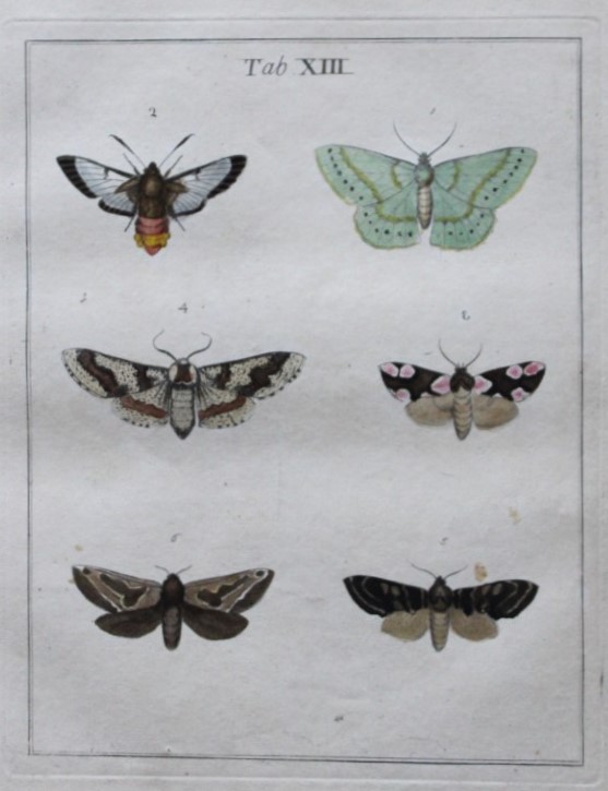 Moses Harris - Rare hand coloured engraving of Moths (Lepidoptera) 1776