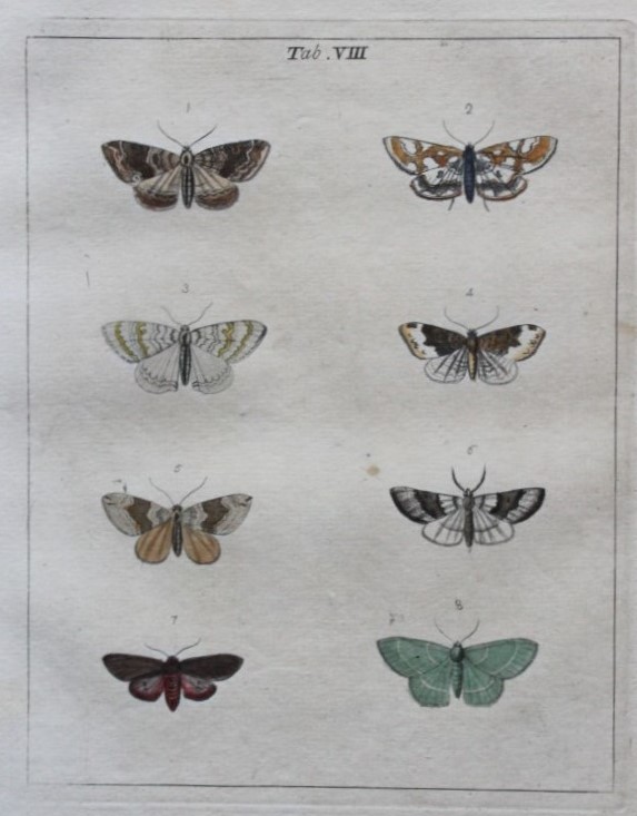 Moses Harris - Rare hand coloured engraving of Moths (Lepidoptera) 1776