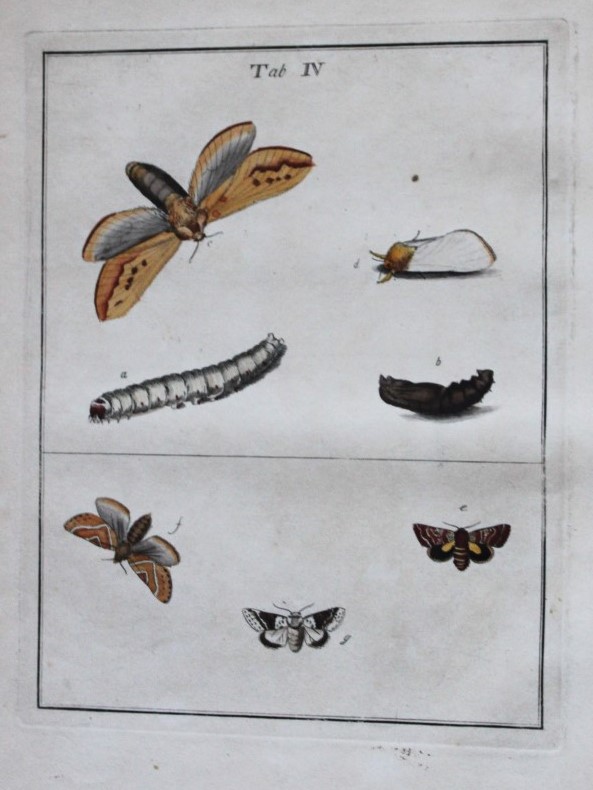 Moses Harris - Rare hand coloured engraving of Moths (Lepidoptera) 1776