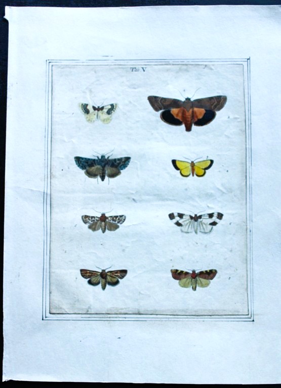 Moses Harris - Rare hand coloured engraving of Moths (Lepidoptera) 1776